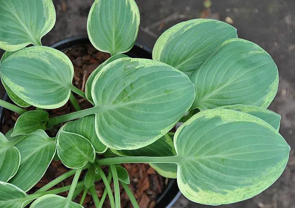 Introvert Hosta