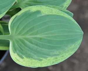 Introvert Hosta