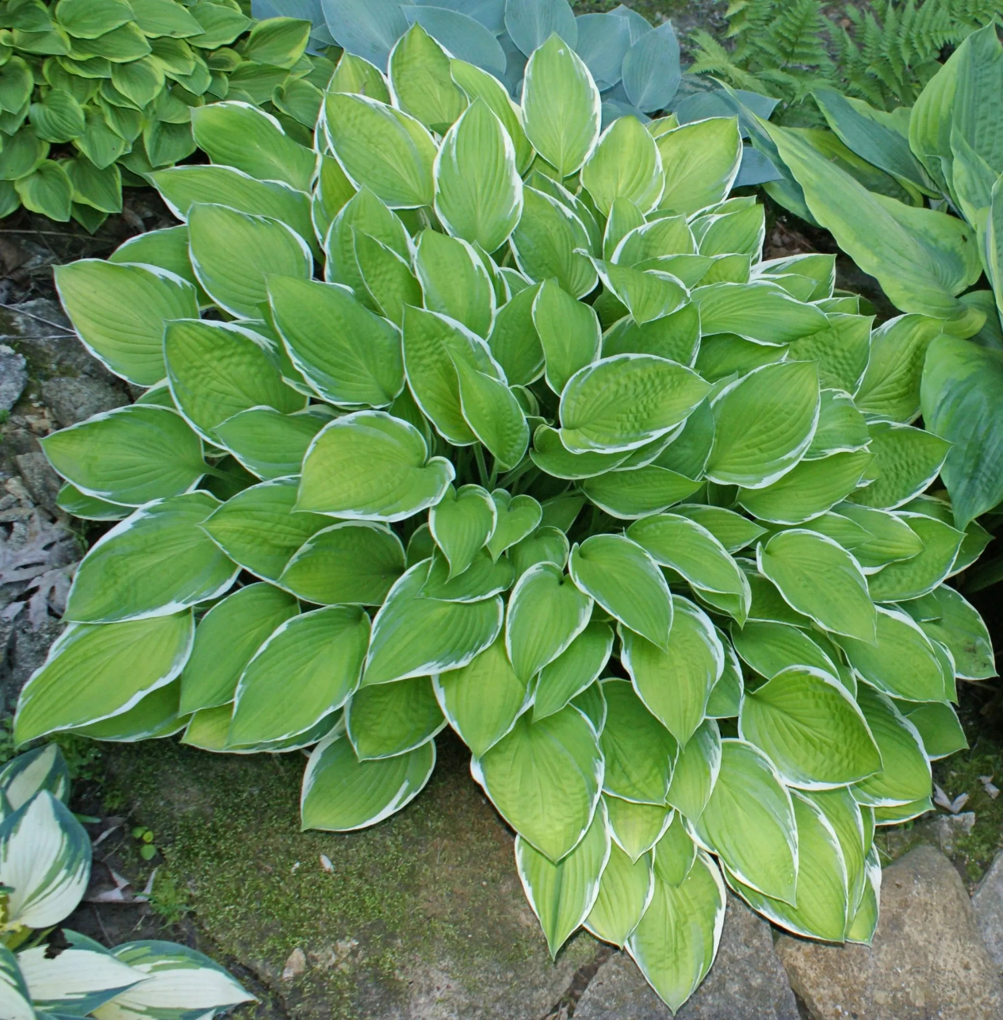 Moonlight Hosta
