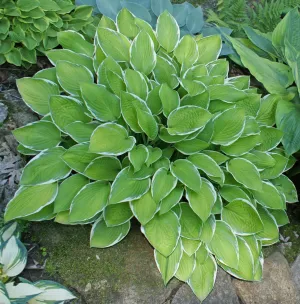 Moonlight Hosta