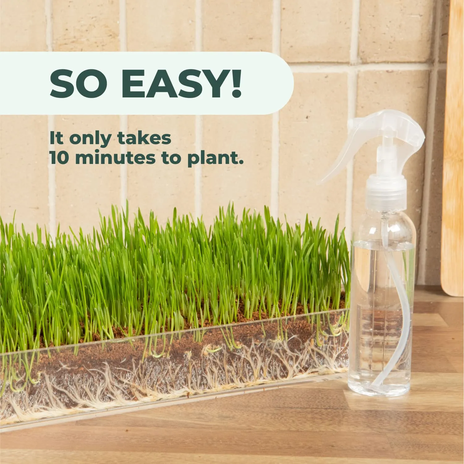 Organic Wheatgrass Growing Kit with Style x 3  Plant an Amazing Wheat Grass Home Garden
