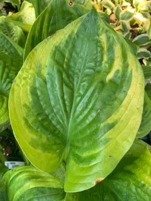 Pennybags Hosta OS