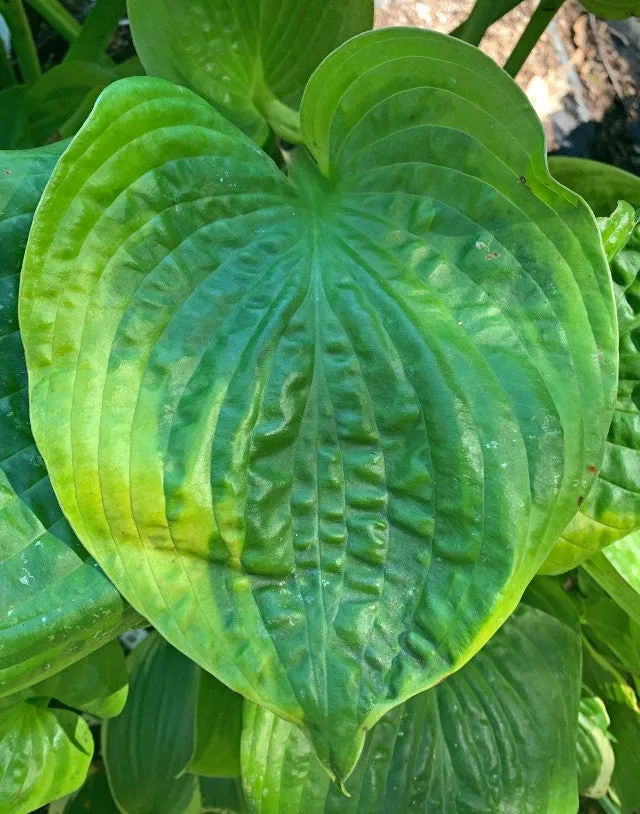 Pennybags Hosta OS