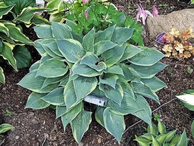 Waukon Thin Ice Hosta