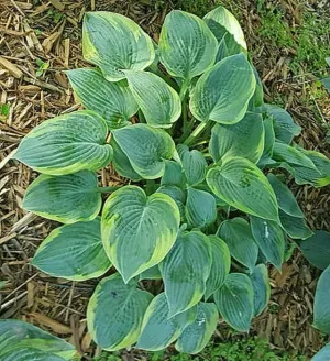Waukon Thin Ice Hosta